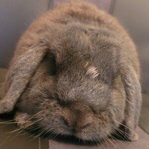 Meet your Posher, SW